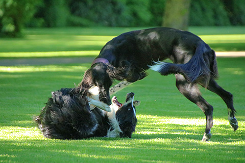 Hundewiese Eickhorst