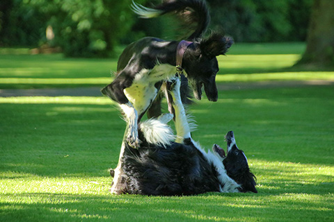 Hundewiese Eickhorst