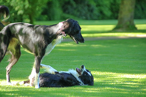 Hundewiese Eickhorst
