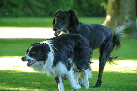 Hundewiese Eickhorst