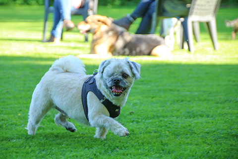 Hundewiese Eickhorst