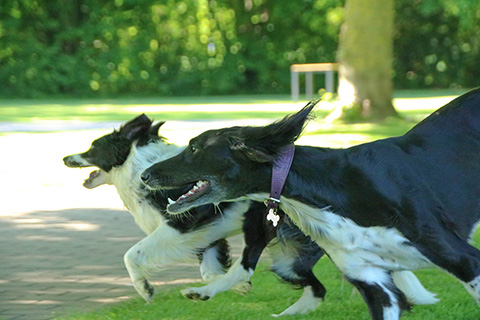 Hundewiese Eickhorst