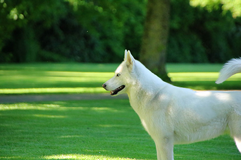Hundewiese Eickhorst