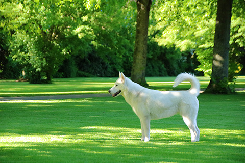 Hundewiese Eickhorst