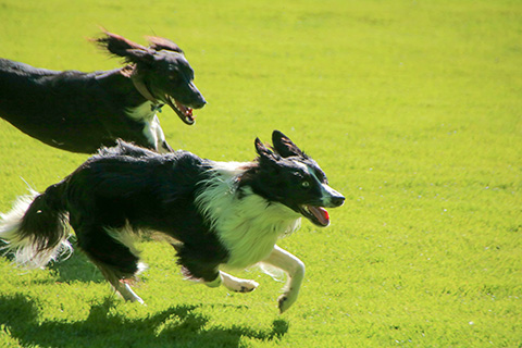 Hundewiese Eickhorst