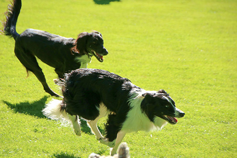 Hundewiese Eickhorst