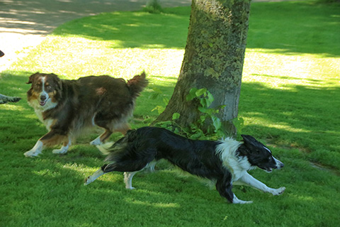 Hundewiese Eickhorst