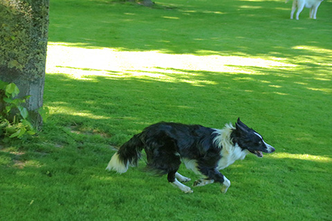 Hundewiese Eickhorst