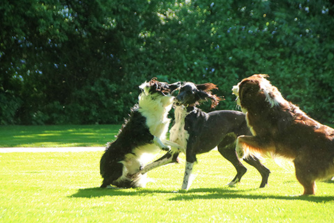 Hundewiese Eickhorst