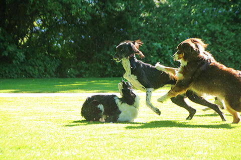 Hundewiese Eickhorst