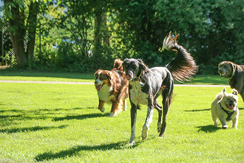 Hundewiese Eickhorst