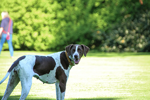 Hundewiese Eickhorst
