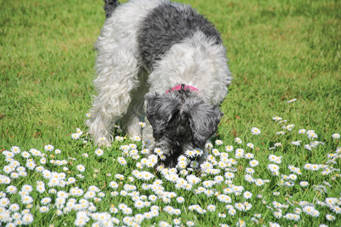 Hundewiese Eickhorst
