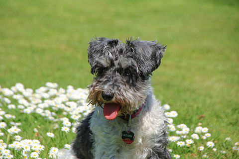 Hundewiese Eickhorst