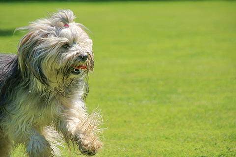 Hundewiese Eickhorst