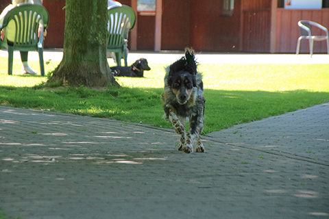 Hundewiese Eickhorst