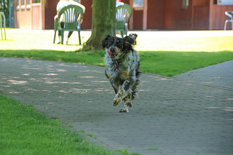 Hundewiese Eickhorst