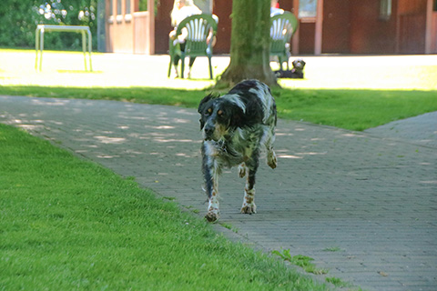 Hundewiese Eickhorst