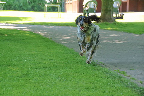Hundewiese Eickhorst