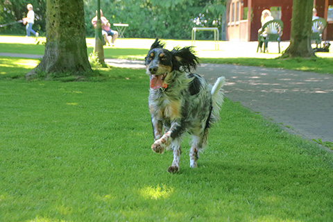 Hundewiese Eickhorst