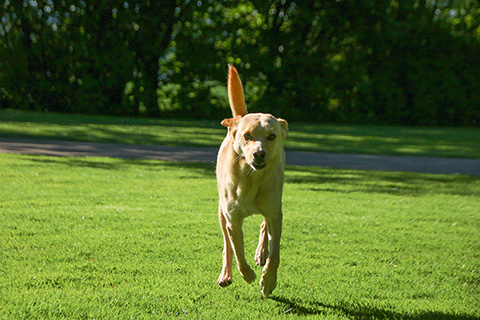 Hundewiese Eickhorst