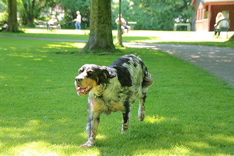 Hundewiese Eickhorst