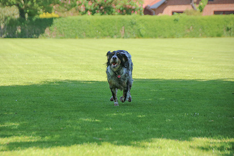 Hundewiese Eickhorst