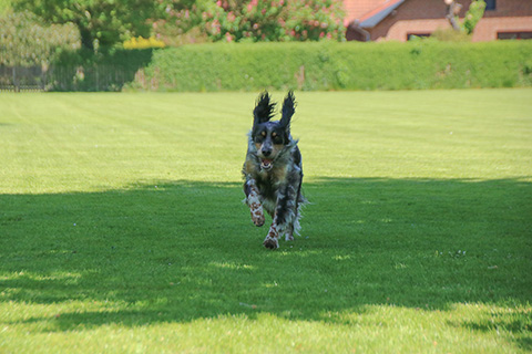 Hundewiese Eickhorst