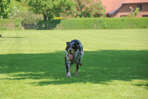 Hundewiese Eickhorst