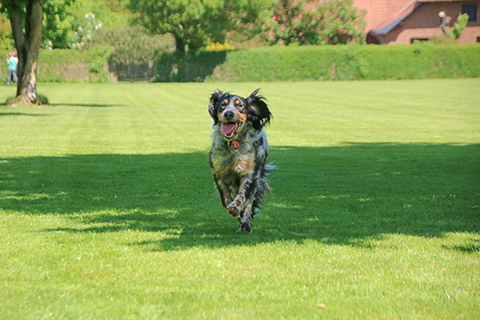 Hundewiese Eickhorst
