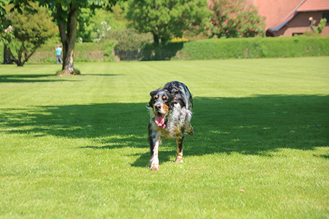 Hundewiese Eickhorst