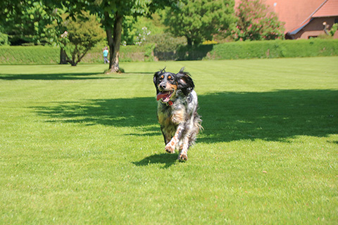 Hundewiese Eickhorst