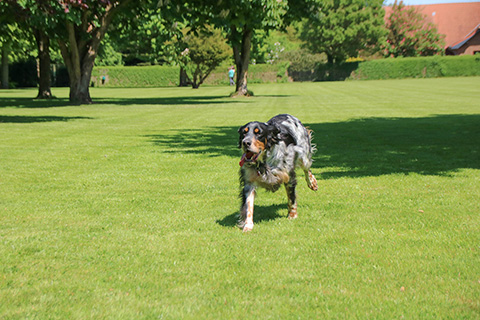 Hundewiese Eickhorst