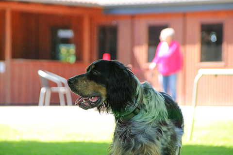 Hundewiese Eickhorst