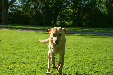 Hundewiese Eickhorst
