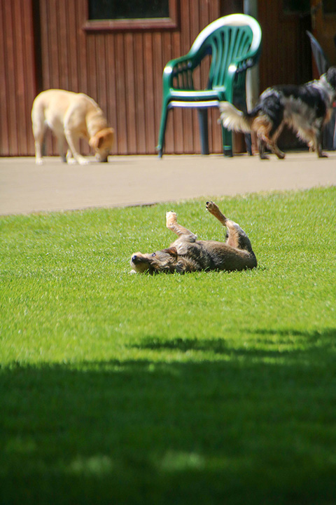 Hundewiese Eickhorst