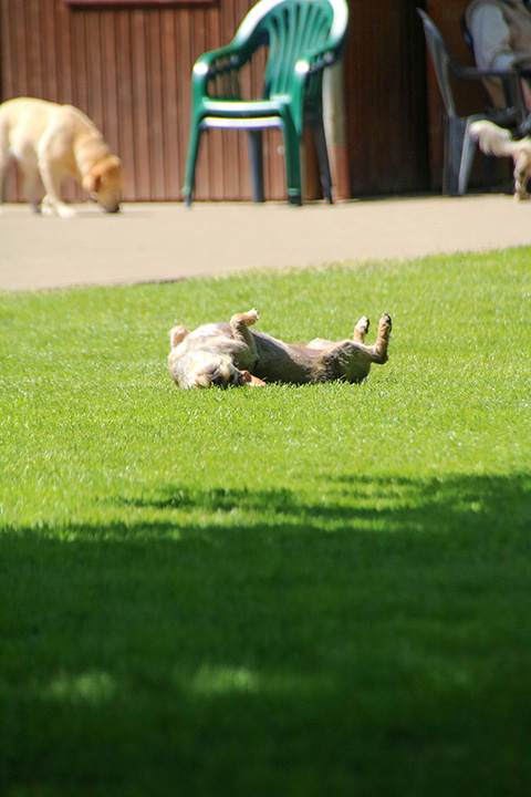 Hundewiese Eickhorst