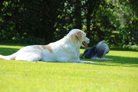 Hundewiese Eickhorst