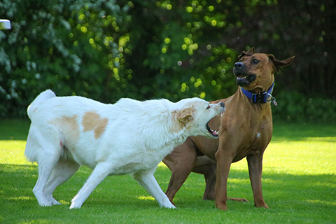 Hundewiese Eickhorst