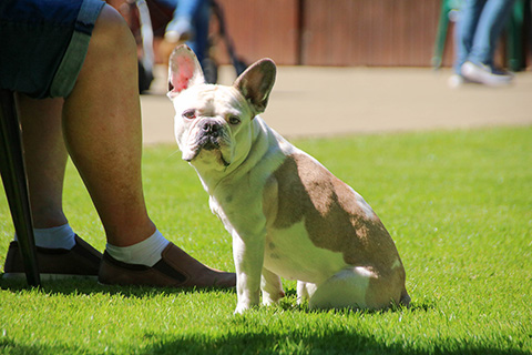 Hundewiese Eickhorst