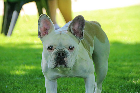 Hundewiese Eickhorst