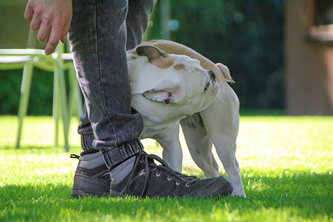 Hundewiese Eickhorst