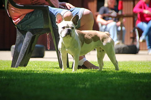 Hundewiese Eickhorst