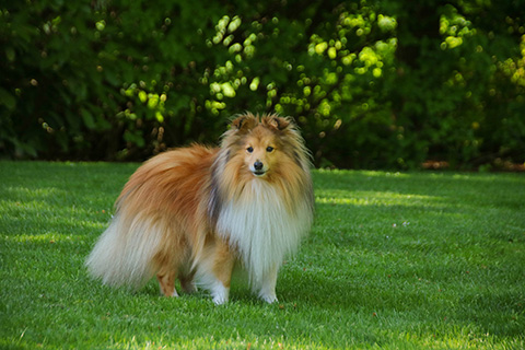 Hundewiese Eickhorst