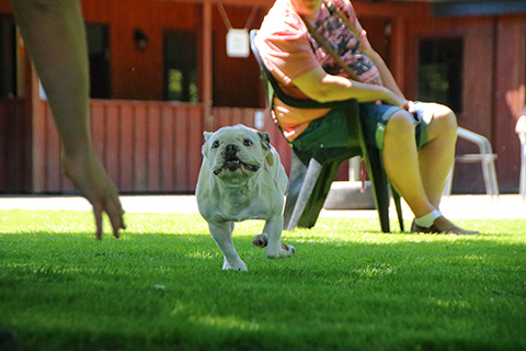 Hundewiese Eickhorst