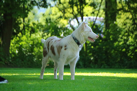Hundewiese Eickhorst