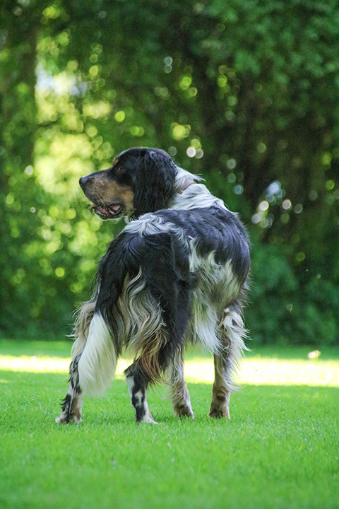 Hundewiese Eickhorst