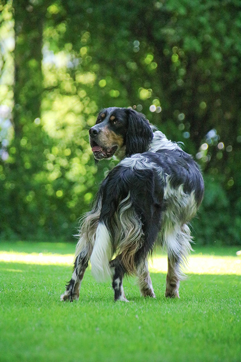Hundewiese Eickhorst