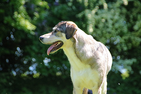 Hundewiese Eickhorst