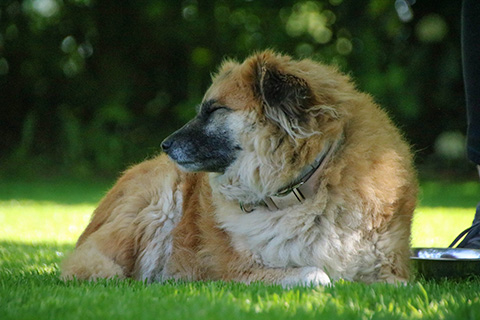 Hundewiese Eickhorst